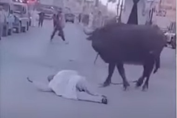 صورة فيديو صادم.. «جاموس» هائج يدهس الناس في الشارع ويقضي على رجل وسيدة