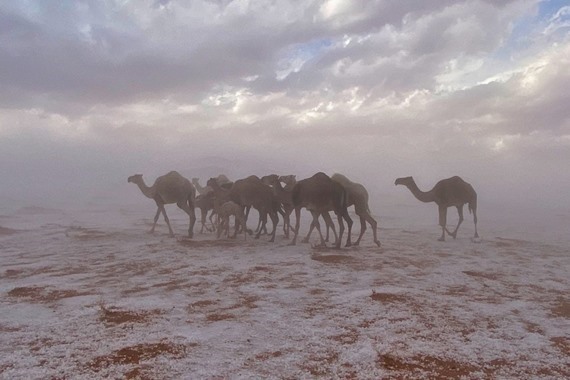 صورة صادم.. شاهد ماذا فعلت موجة البرد في الإبل السعودية